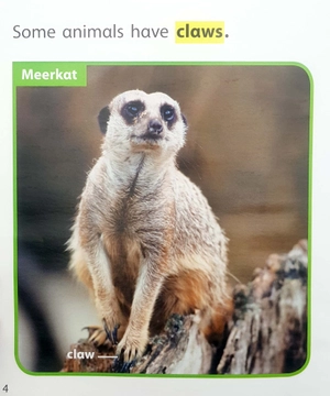 become an expert animals in africa