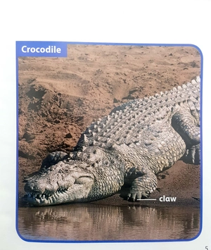 become an expert animals in africa