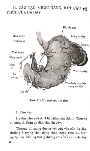 bệnh dạ dày - chế độ ăn uống và luyện tập