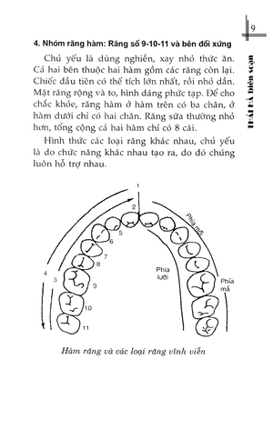 bệnh răng miệng và thực đơn phòng chữa trị