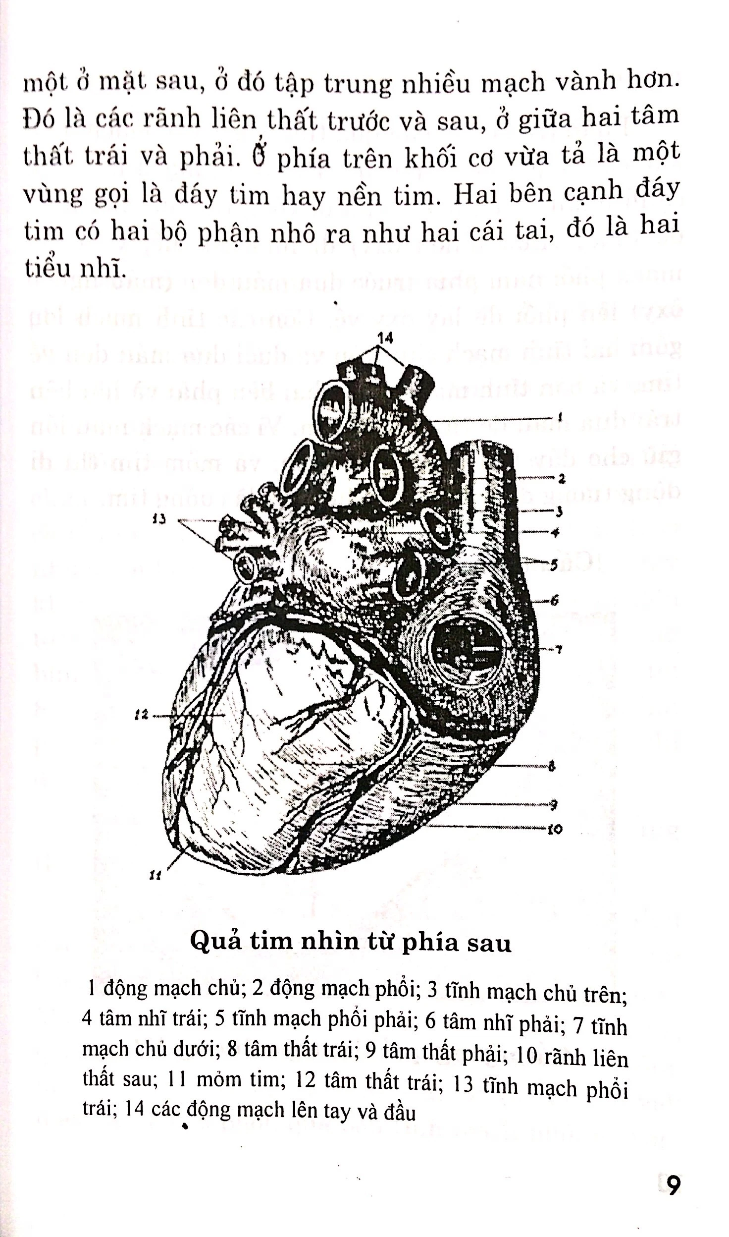 bệnh tim - chế độ dinh dưỡng và tập luyện