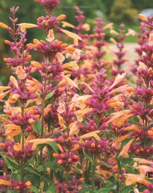 best perennials for sun and shade (home grown gardening)