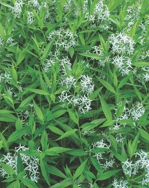 best perennials for sun and shade (home grown gardening)