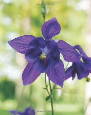 best perennials for sun and shade (home grown gardening)