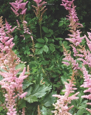 best perennials for sun and shade (home grown gardening)