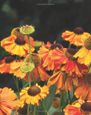 best perennials for sun and shade (home grown gardening)