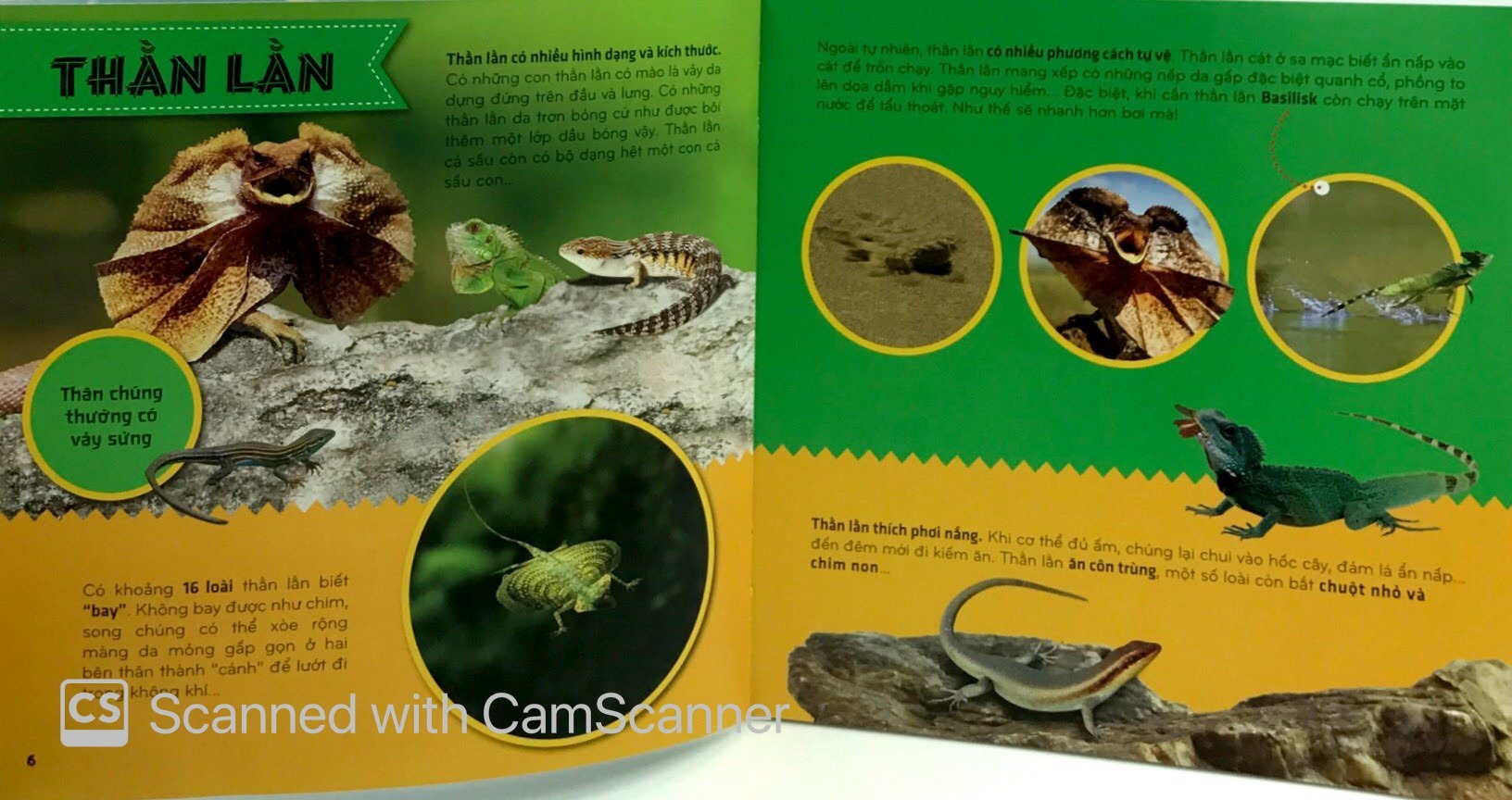 bí ẩn thế giới loài vật - bò sát và lưỡng cư (tái bản 2024)