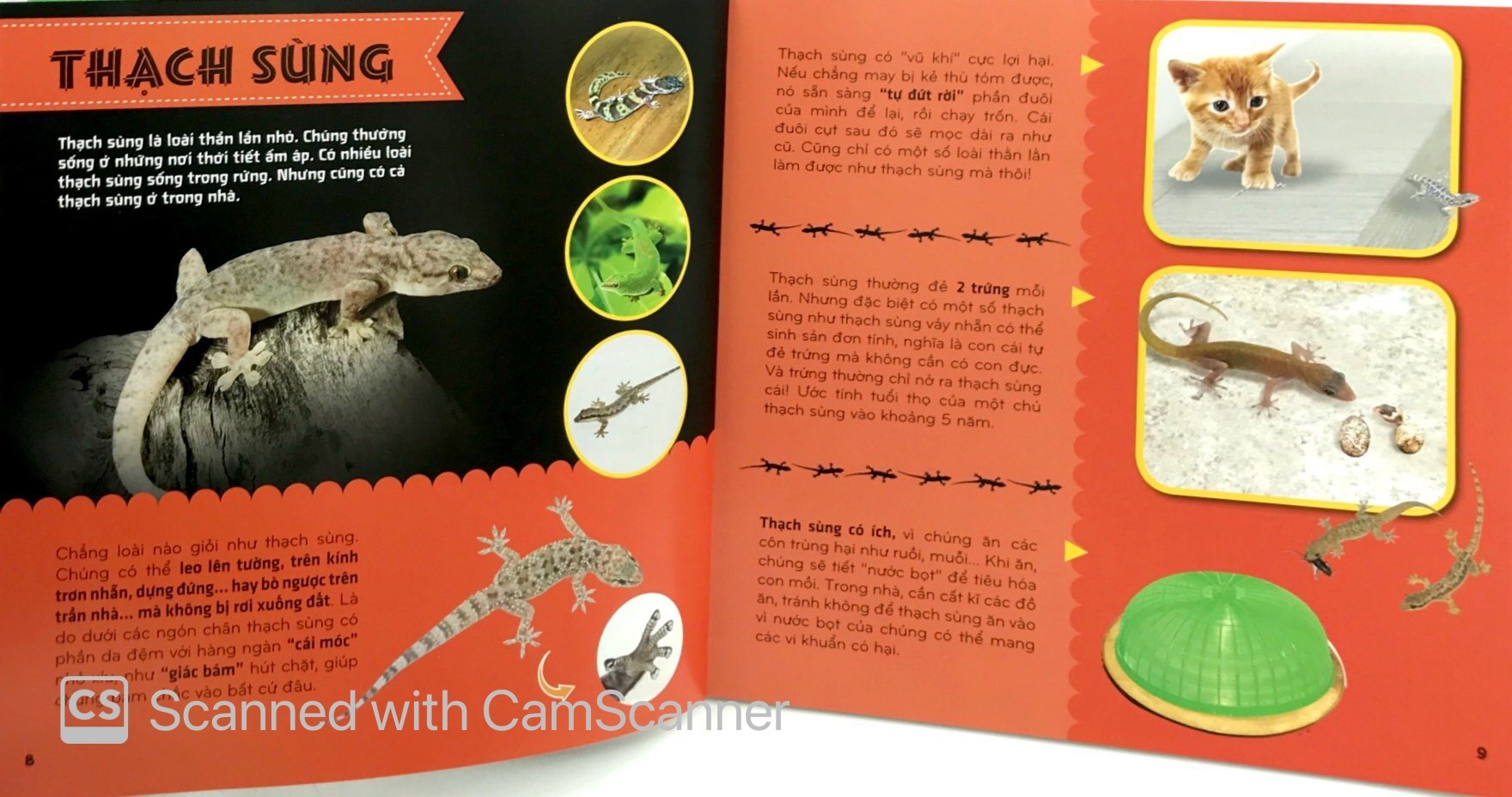 bí ẩn thế giới loài vật - bò sát và lưỡng cư (tái bản 2024)