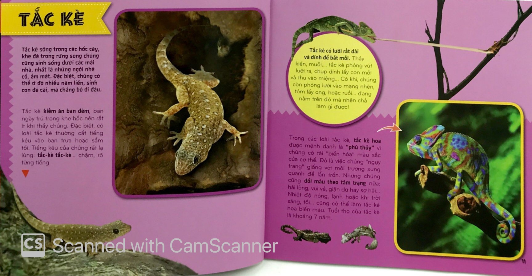 bí ẩn thế giới loài vật - bò sát và lưỡng cư (tái bản 2024)