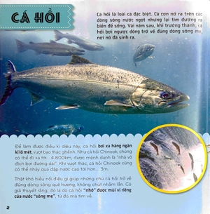 bí ẩn thế giới loài vật - cá