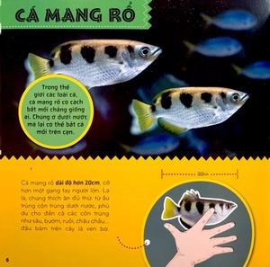 bí ẩn thế giới loài vật - cá