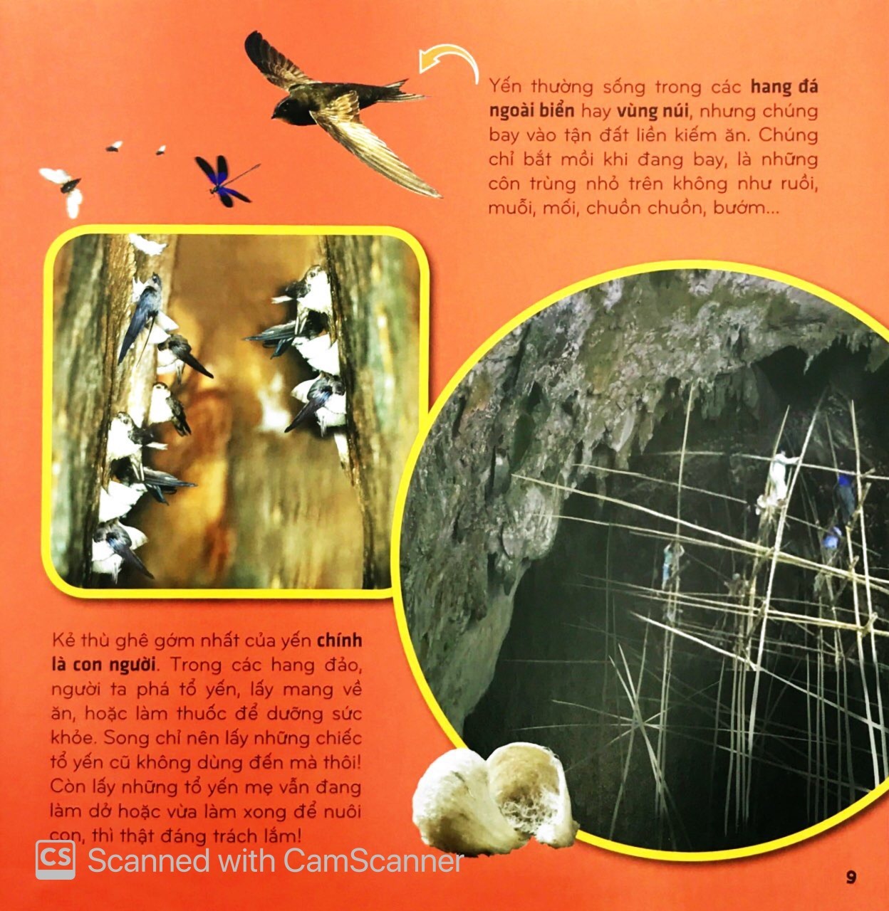 Bi An The Gioi Loai Vat - Chim (Tai Ban 2025)