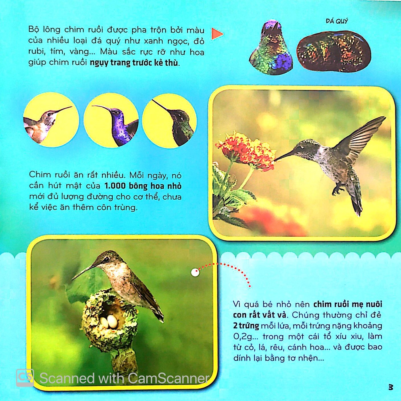 Bi An The Gioi Loai Vat - Chim (Tai Ban 2025)