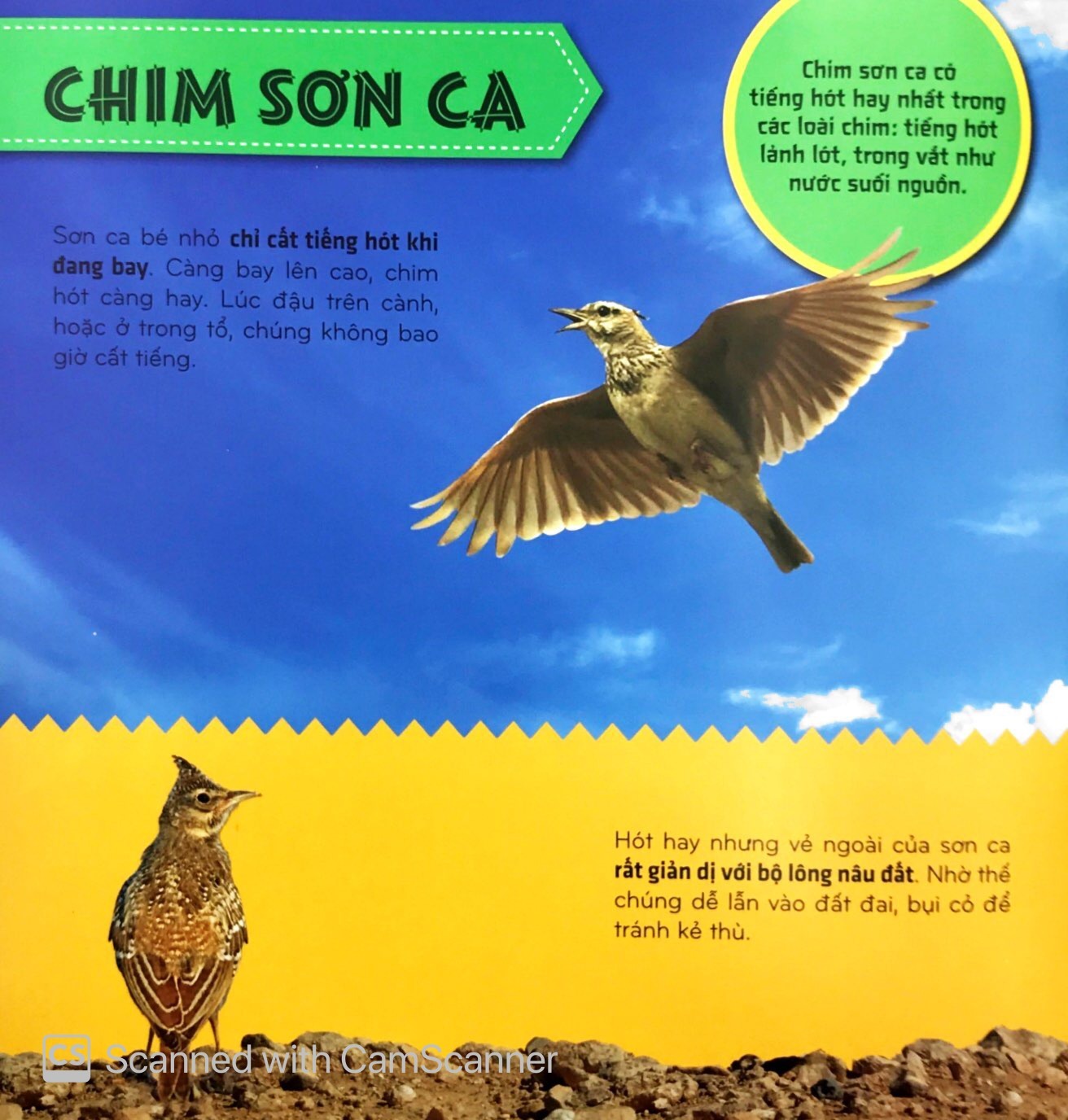 Bi An The Gioi Loai Vat - Chim (Tai Ban 2025)