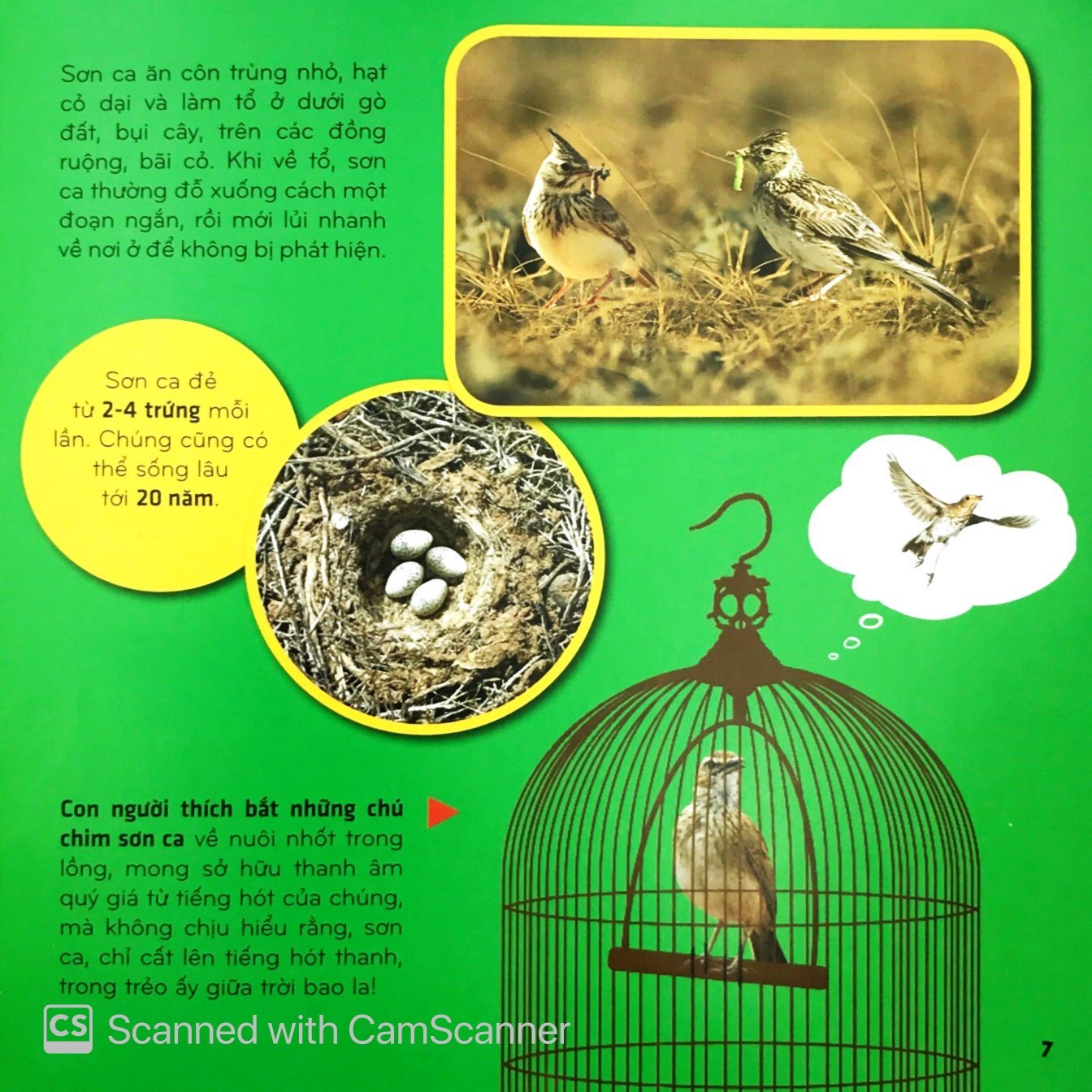 Bi An The Gioi Loai Vat - Chim (Tai Ban 2025)