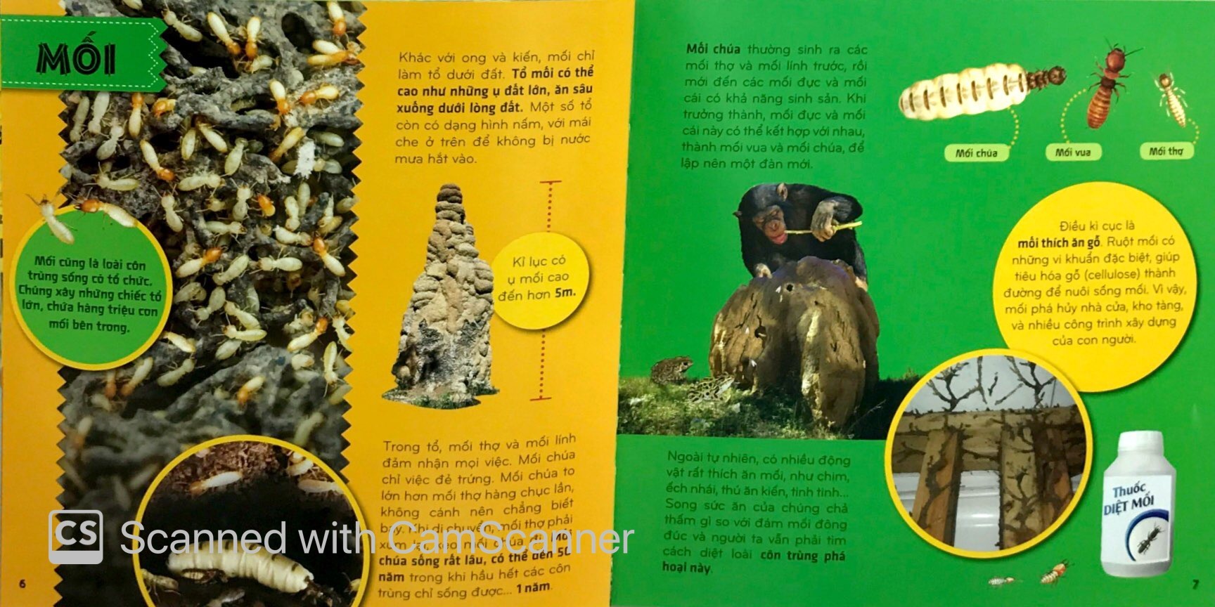 bí ẩn thế giới loài vật - côn trùng (tái bản 2024)