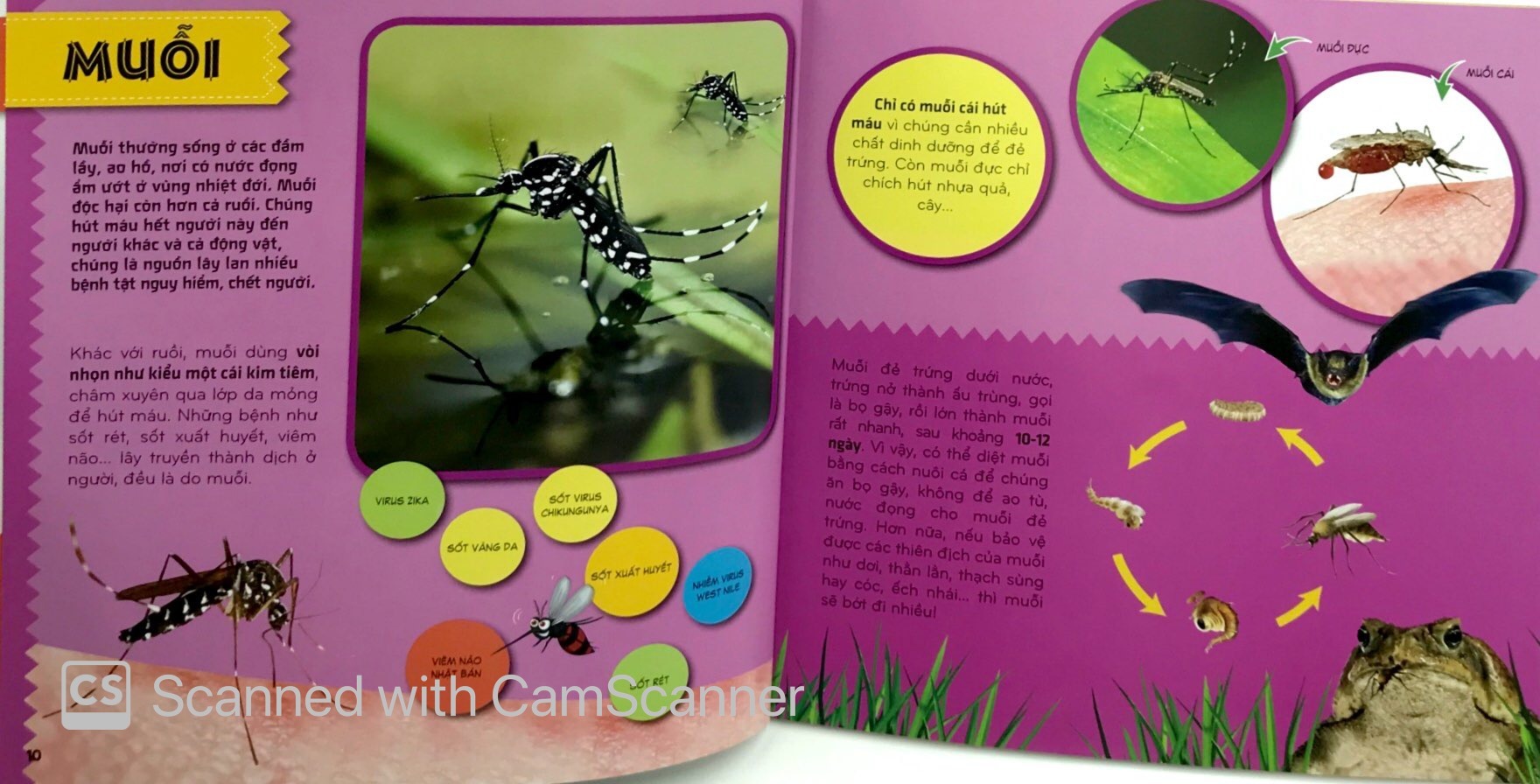 bí ẩn thế giới loài vật - côn trùng (tái bản 2024)