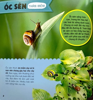 bí ẩn thế giới loài vật - thân mềm và giáp xác