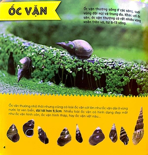 bí ẩn thế giới loài vật - thân mềm và giáp xác