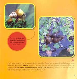 bí ẩn thế giới loài vật - thân mềm và giáp xác