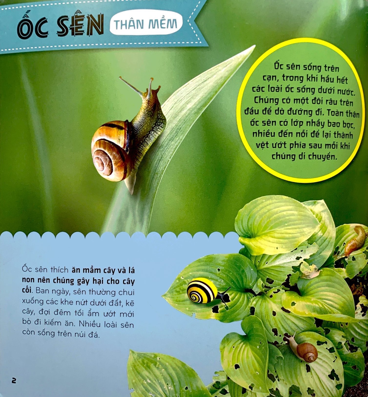 bí ẩn thế giới loài vật - thân mềm và giáp xác (tái bản 2024)