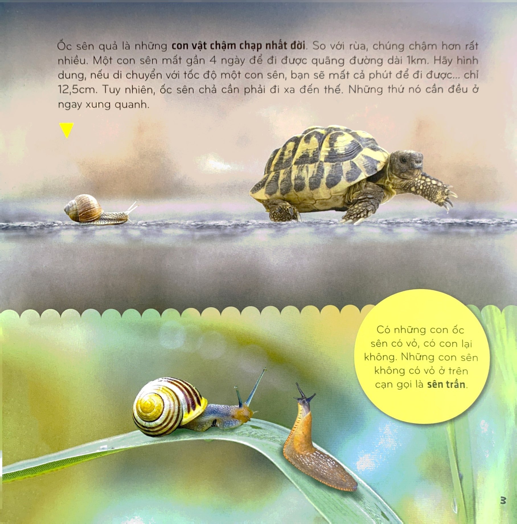 bí ẩn thế giới loài vật - thân mềm và giáp xác (tái bản 2024)