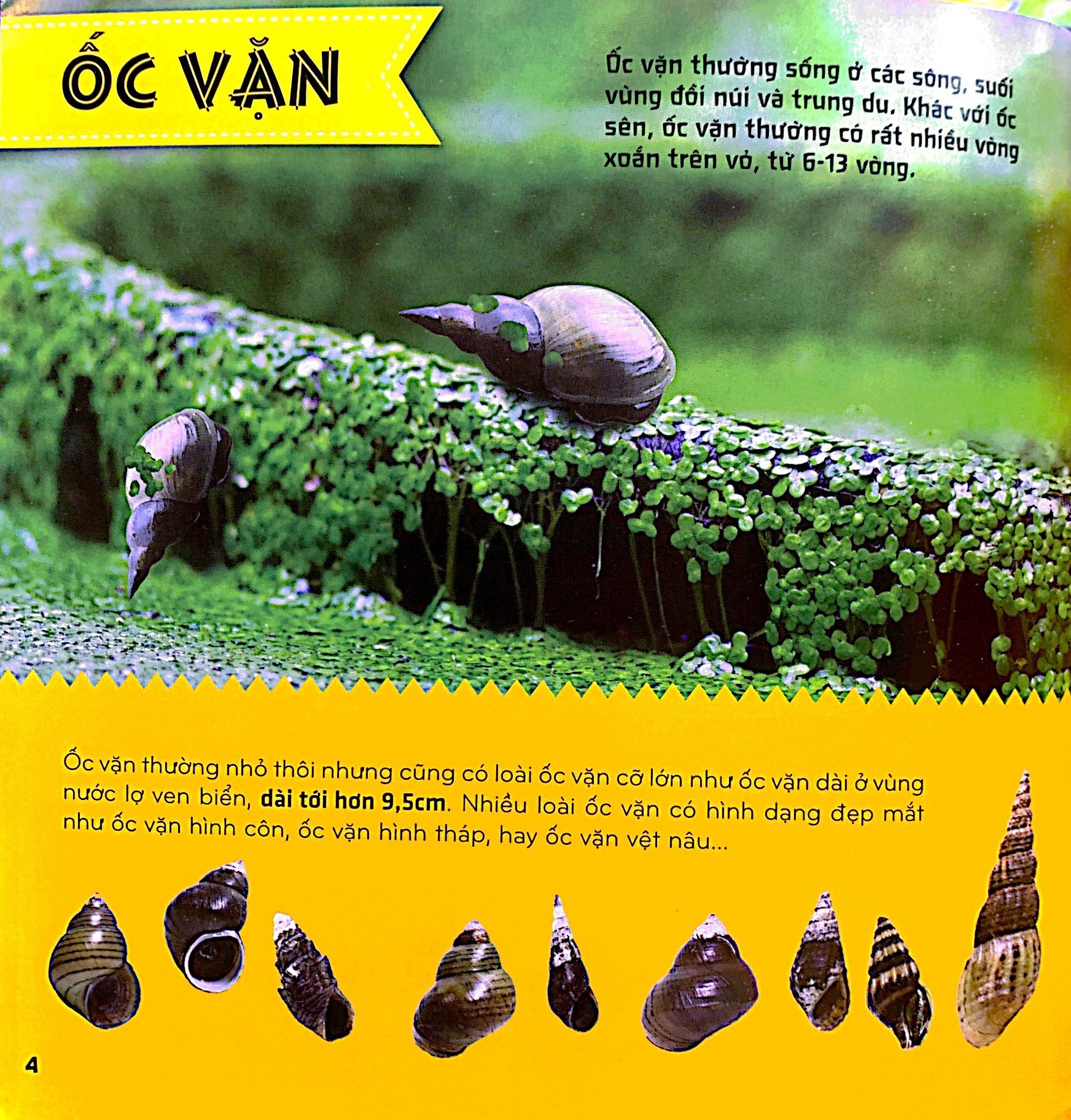 bí ẩn thế giới loài vật - thân mềm và giáp xác (tái bản 2024)