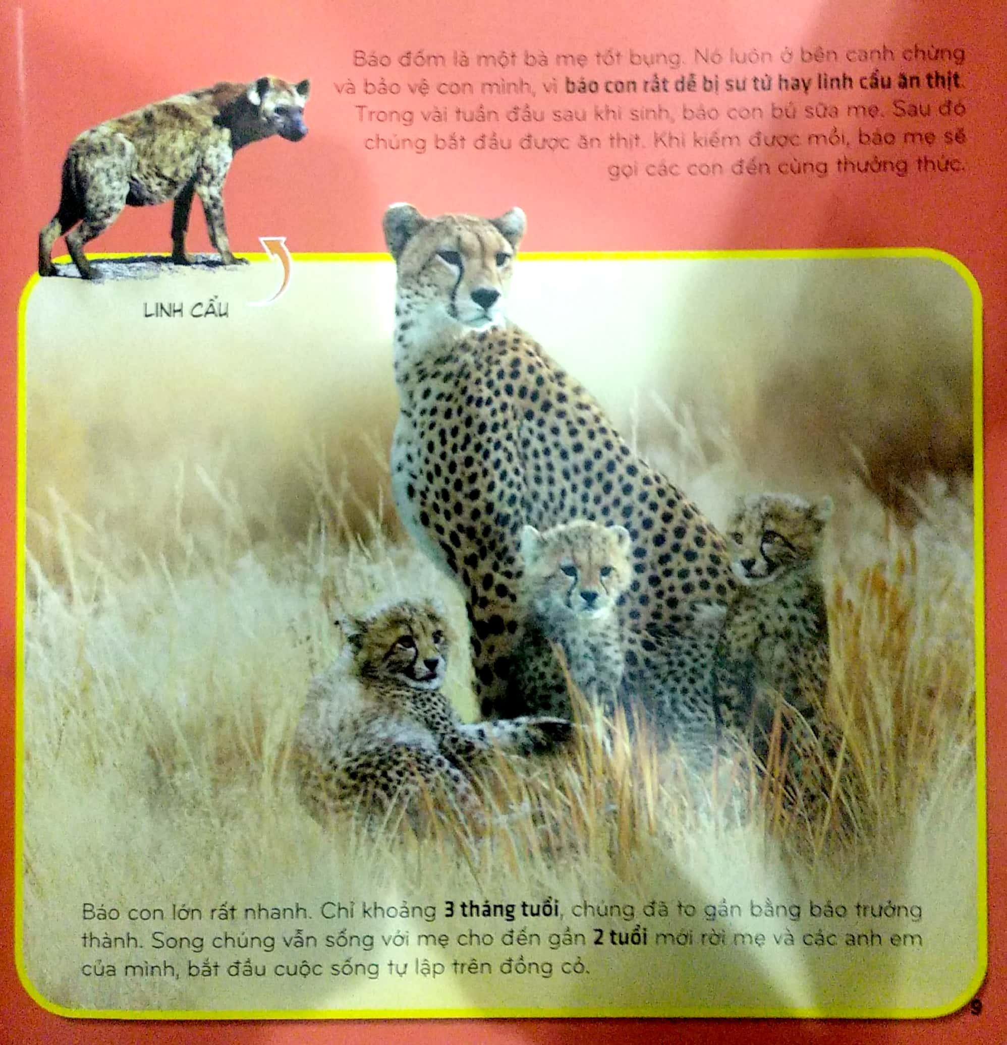 bí ẩn thế giới loài vật - thú (tái bản 2024)