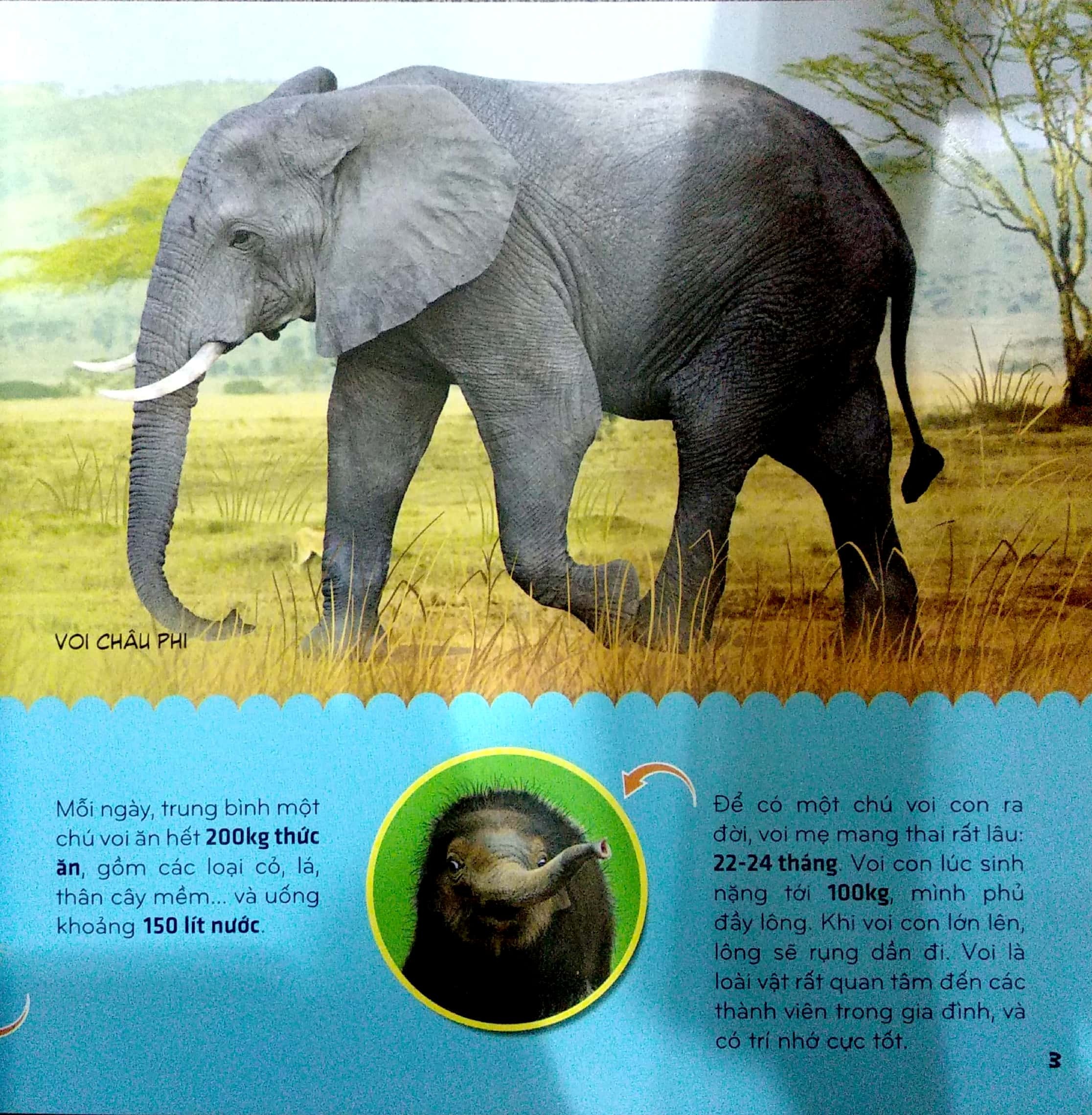 bí ẩn thế giới loài vật - thú (tái bản 2024)