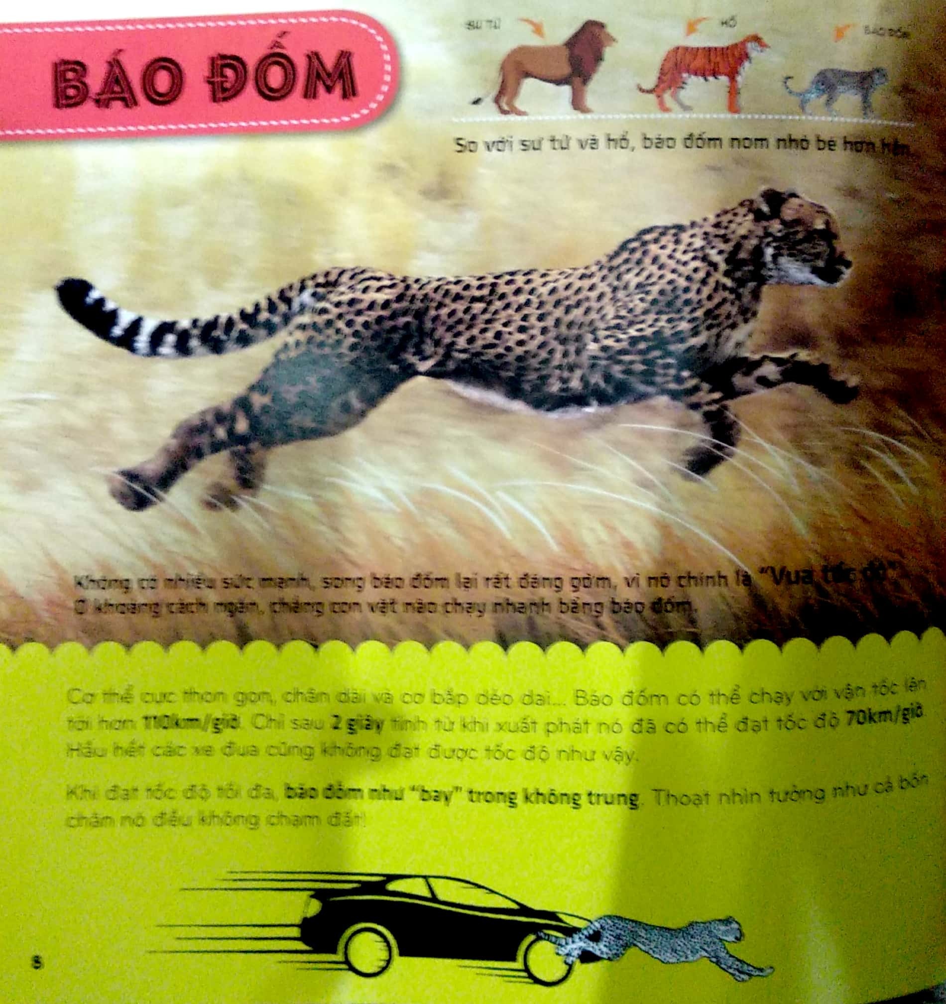 bí ẩn thế giới loài vật - thú (tái bản 2024)