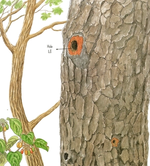 bí mật những chiếc lỗ (tái bản 2019)