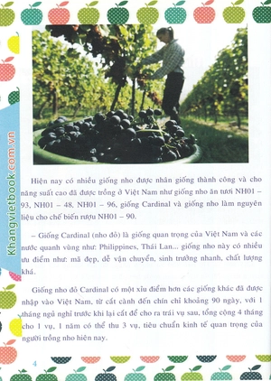 bí quyết thành công kĩ thuật trồng nho hiệu quả