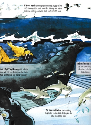 big book - cuốn sách khổng lồ về các loài động vật biển (tái bản)