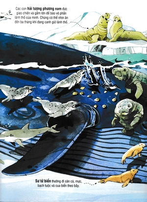 big book - cuốn sách khổng lồ về các loài động vật biển (tái bản)