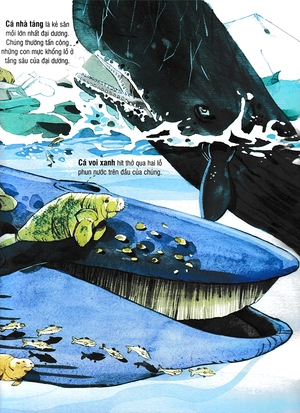 big book - cuốn sách khổng lồ về các loài động vật biển (tái bản)