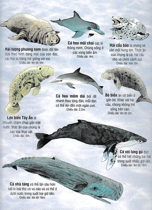 big book - cuốn sách khổng lồ về các loài động vật biển (tái bản)