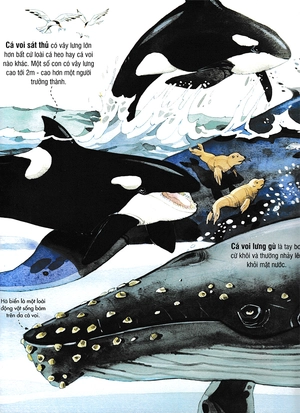 big book - cuốn sách khổng lồ về các loài động vật biển (tái bản)