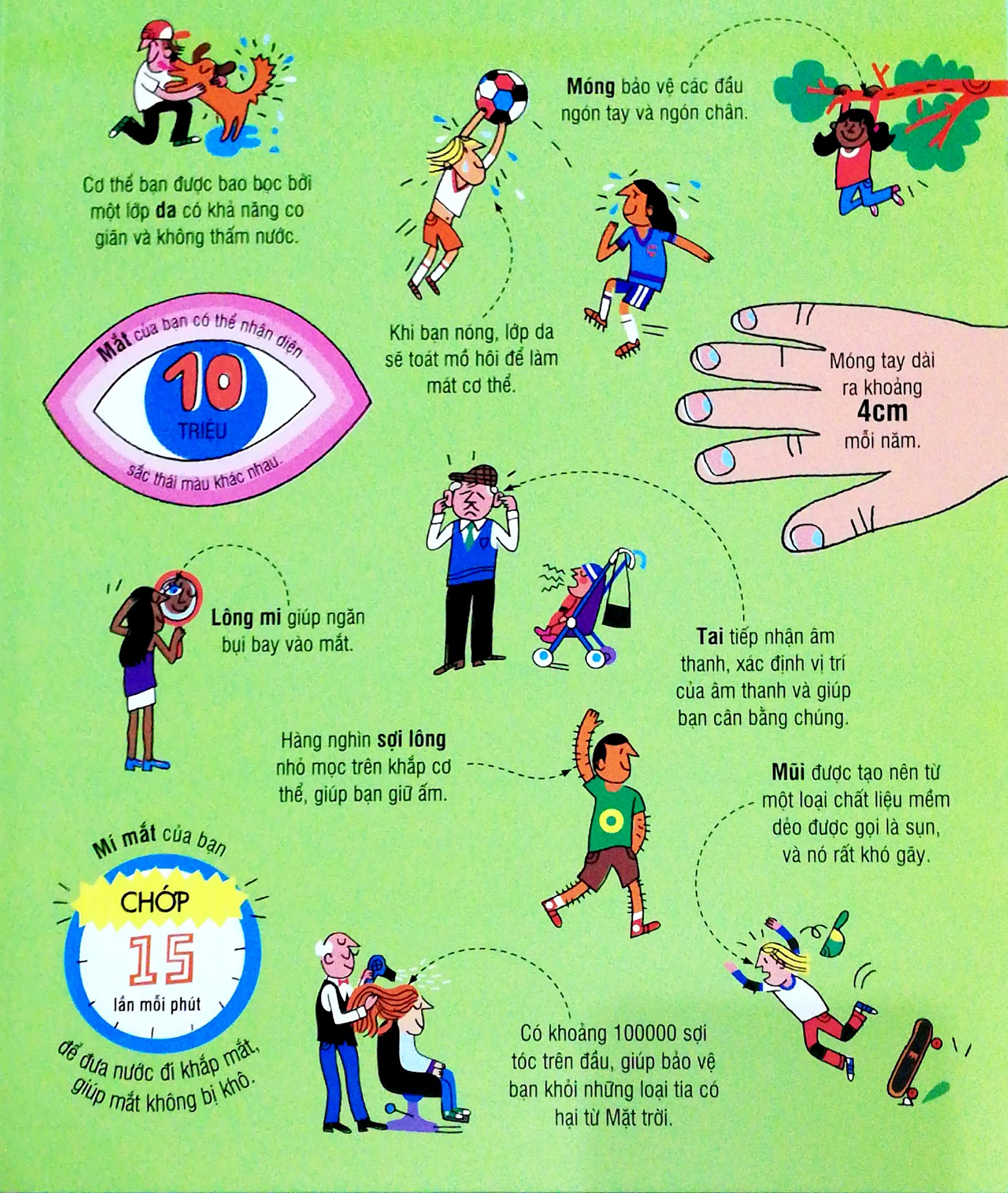 big book - cuốn sách khổng lồ về cơ thể người (tái bản)