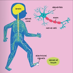 big words for little experts - body