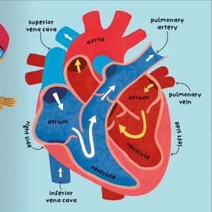 big words for little experts - body