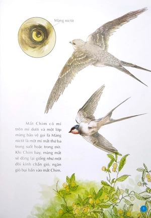 bộ 10 vạn câu hỏi vì sao - chim và động vật biển (tập 1)