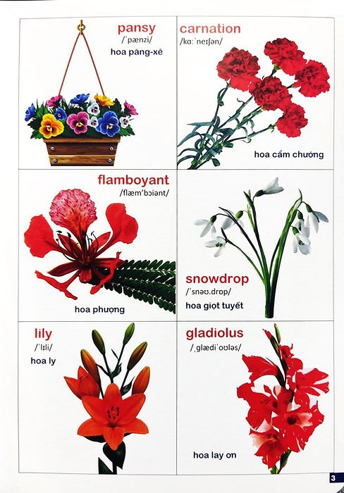 Bộ Bách Khoa Bằng Hình Đầu Tiên Cho Bé 3 - Chủ Đề Các Loài Hoa, Loại Củ, Rau Củ