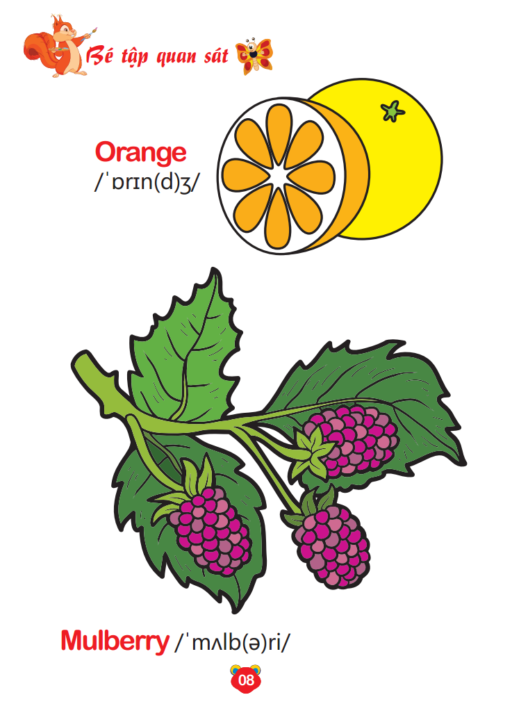 bộ bé tô màu thế giới xung quanh song ngữ anh - việt - trái cây (quyển 8)