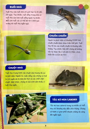 bộ bộ sách the young scientist - truyện tranh khoa học cho trẻ em - tập 7 - level 1+2+3 (bộ 3 cuốn)