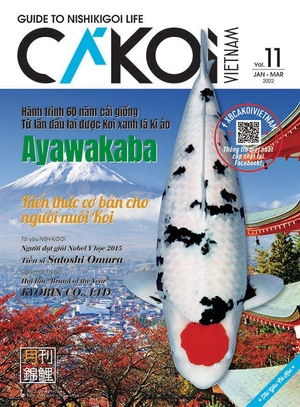 bộ cá koi - tập 11