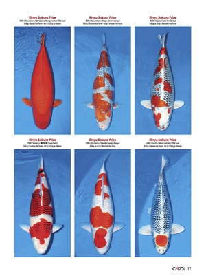 bộ cá koi - tập 4