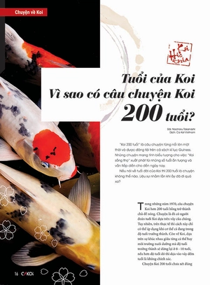 bộ cá koi - tập 8