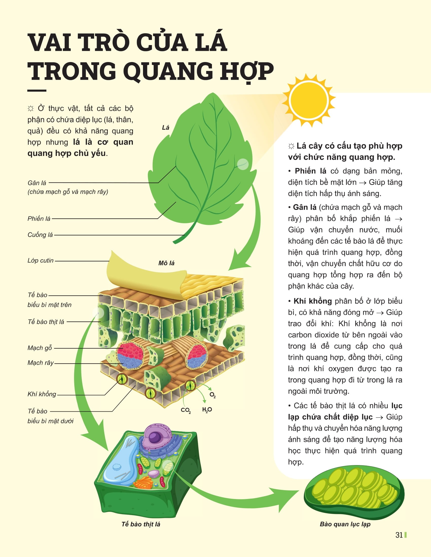 Bo
						
										
										Dot Pha Tu Duy Khoa Hoc Tu Nhien 7 - Tap 1 (Tai Ban 2025)