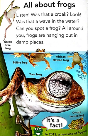 bộ fantastic frogs