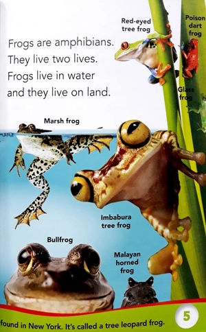 bộ fantastic frogs